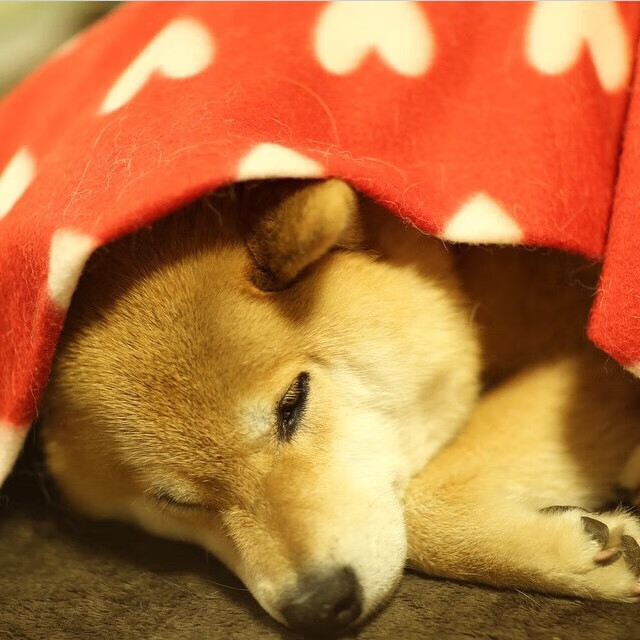 奥运备战加入睡眠质量监控提升恢复效率，奥运无法入睡