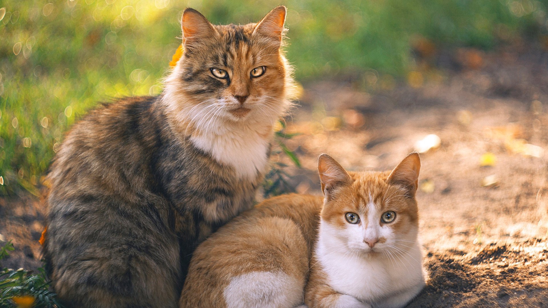 25场测试赛圆满实施,实战模拟精细推进,测试比赛