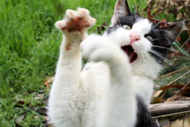 kaiyun网站-世界杯中国青年队爆冷 球迷反应两极分化，世界杯中国队形势